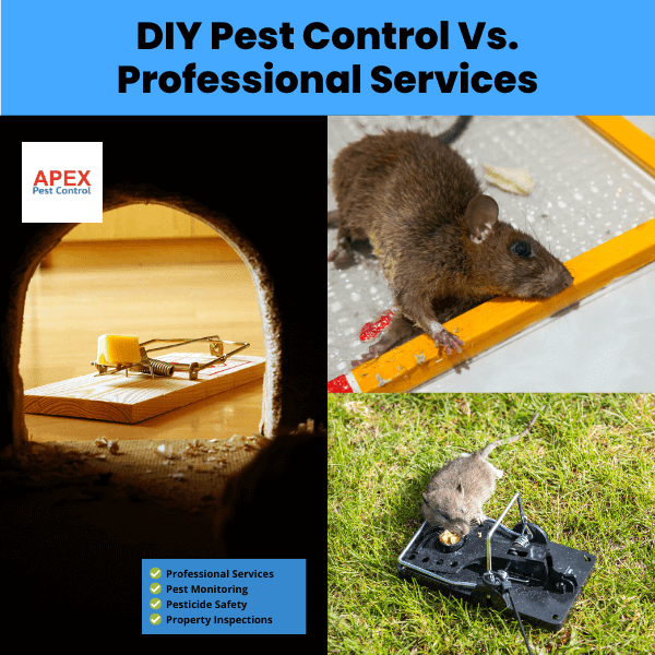 DIY Pest Control Vs. Professional Services