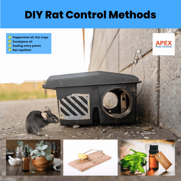 DIY Rat Control Method