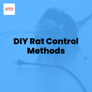 DIY Rat Control Methods