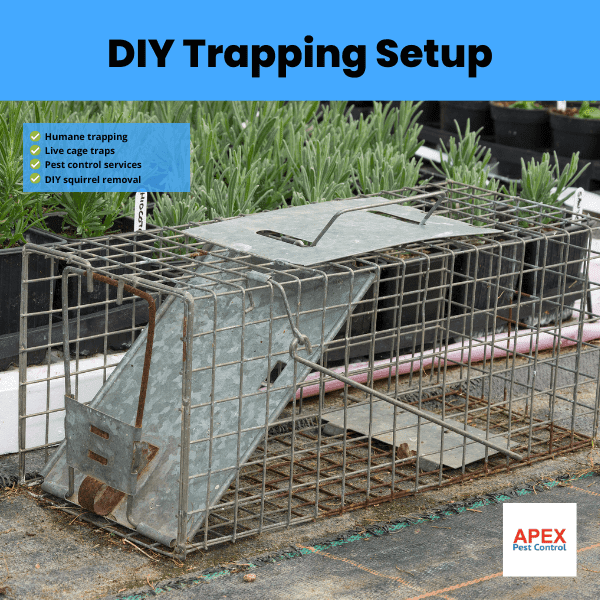 diy trapping setup