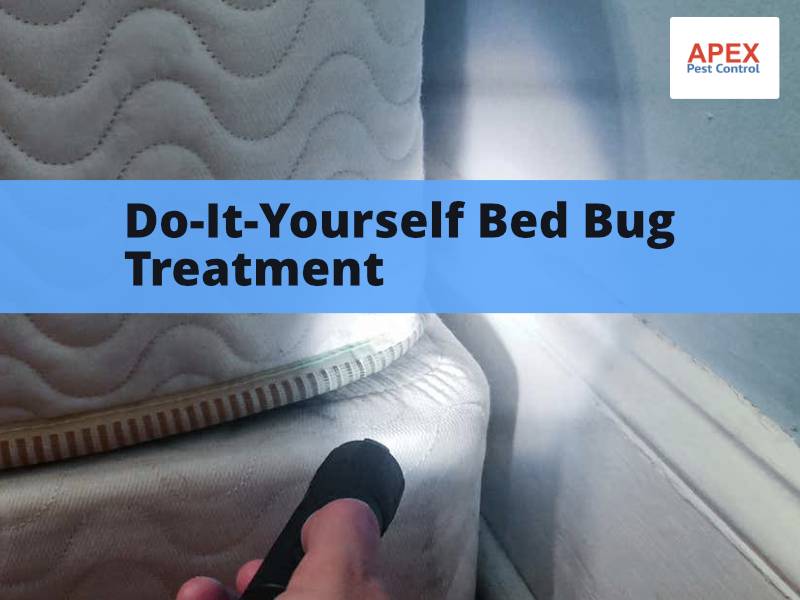 DIY bed bug treatment