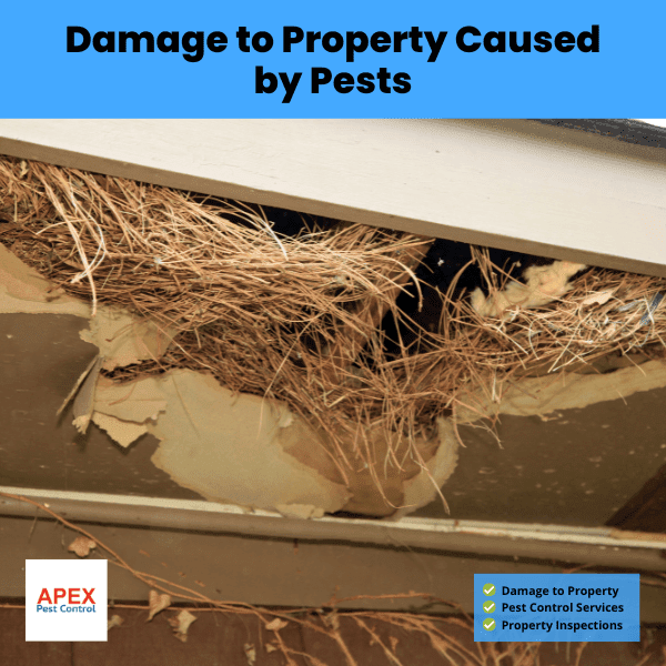 Damage to Property Caused by Pests