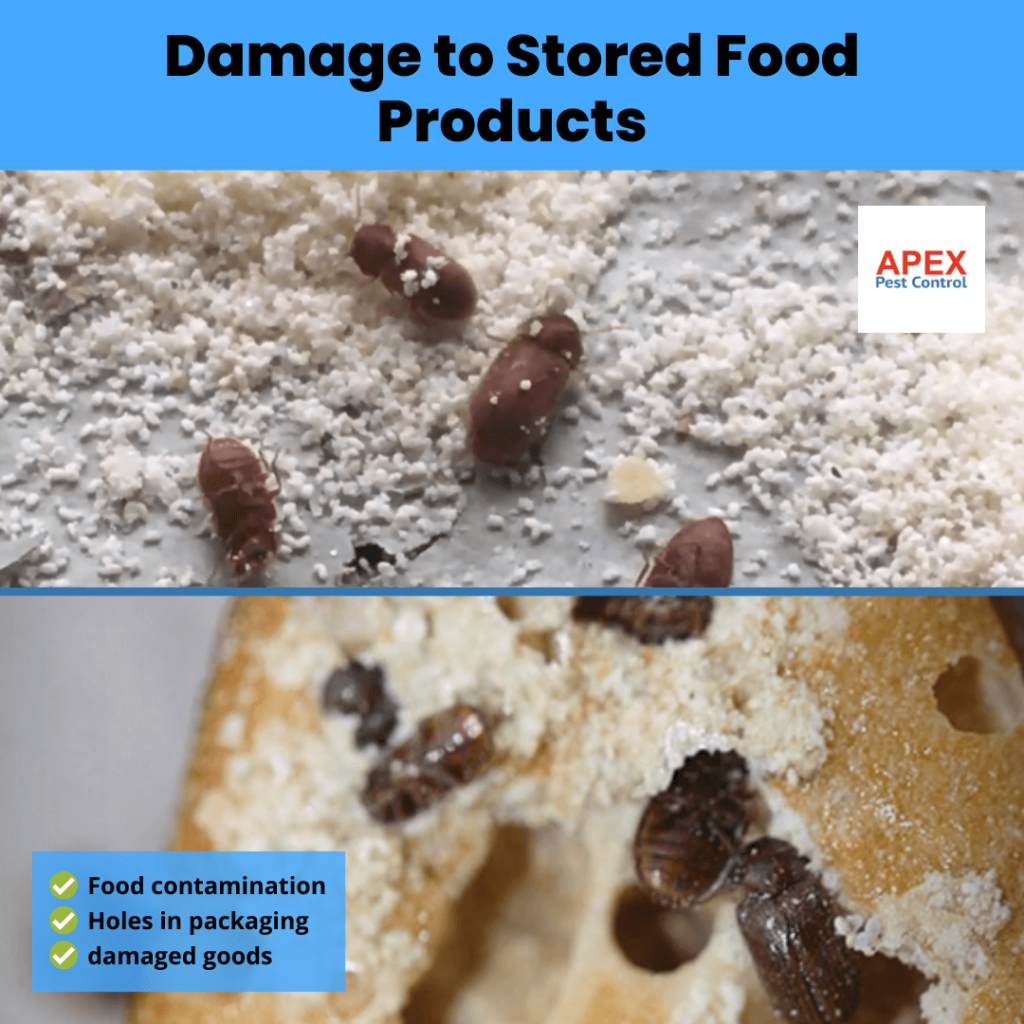 Damage to Stored Food Products