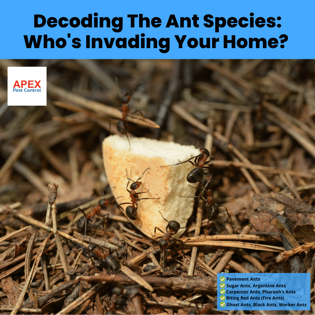 Decoding The Ant Species_ Who's Invading Your Home