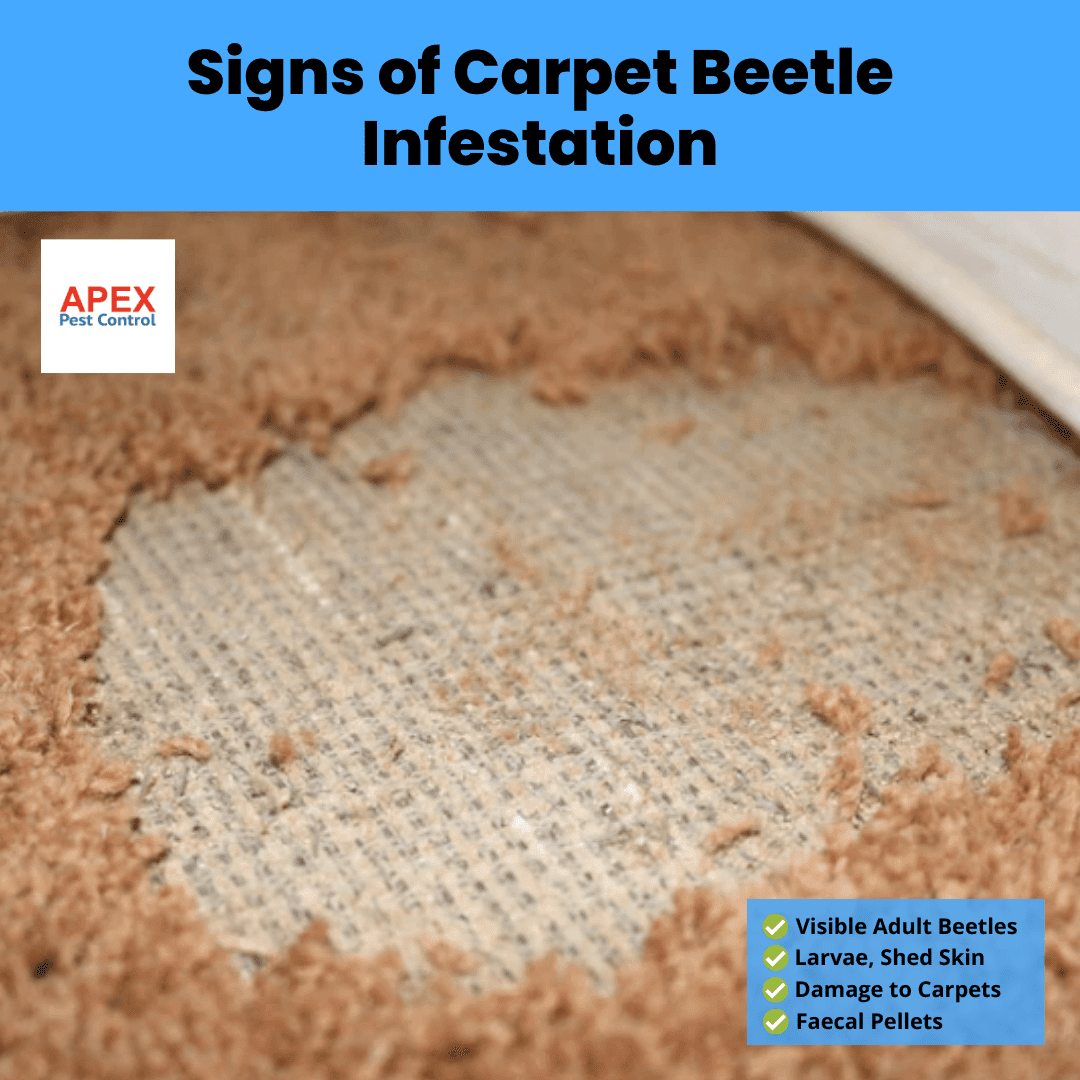 Signs of Carpet Beetles: Infestations and Prevention Tips