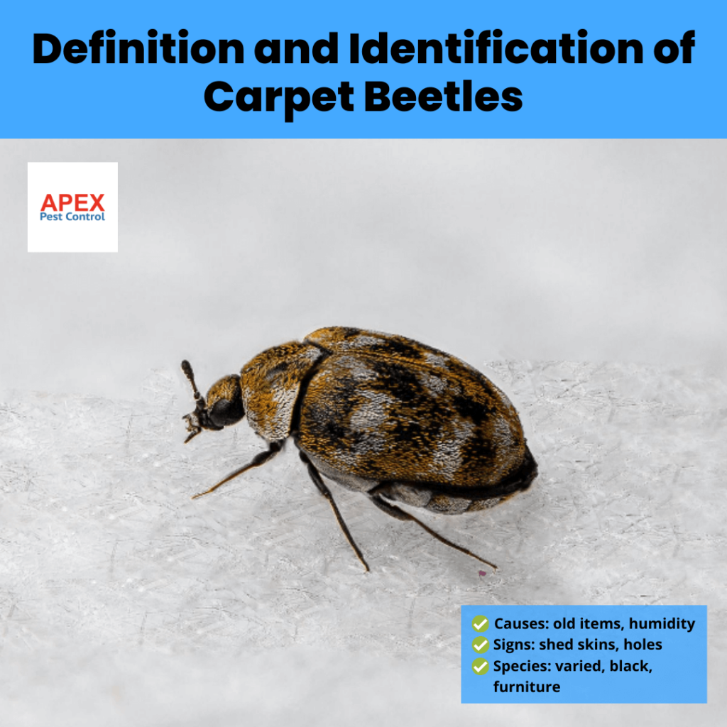 How to Get Rid of Carpet Beetles: A Comprehensive Guide to ...