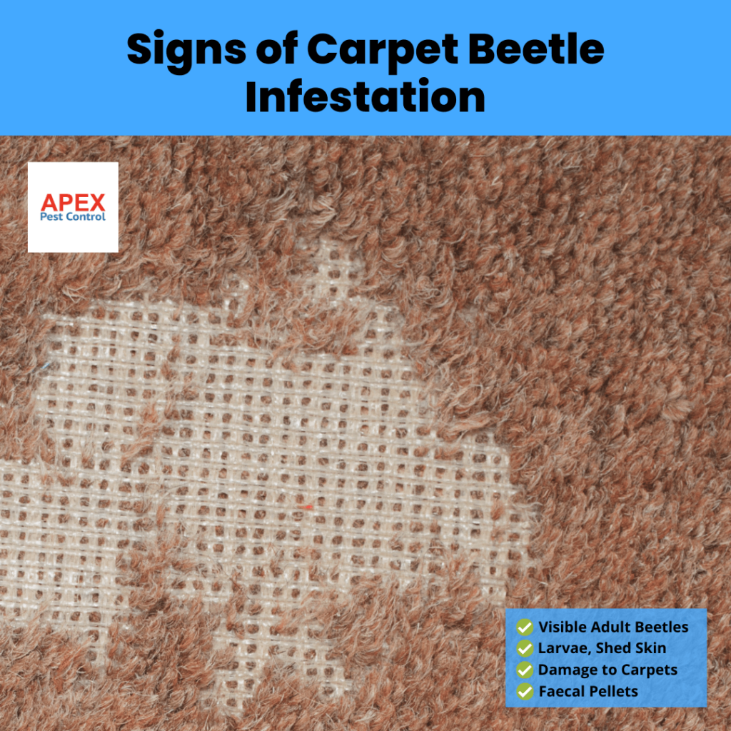 Signs of Carpet Beetles: Infestations and Prevention Tips