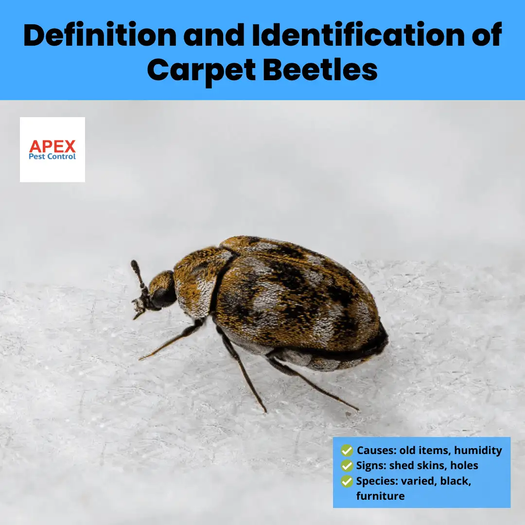 How To Get Rid Of Carpet Beetles: A Comprehensive Guide To 