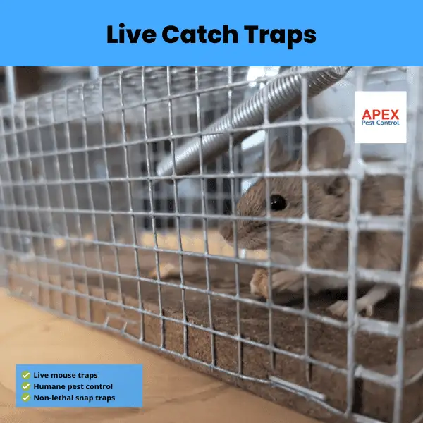 definition of live catch traps