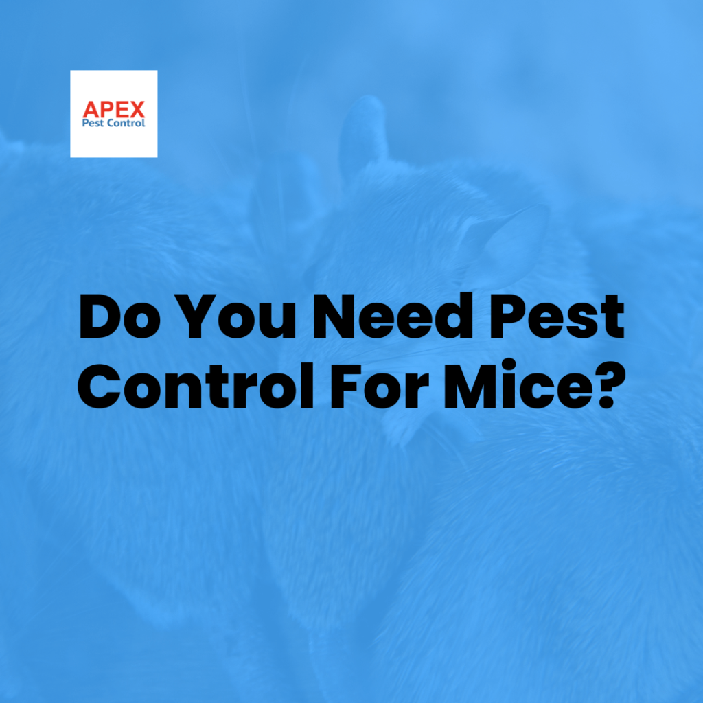 stop-mice-infestations-with-effective-pest-control