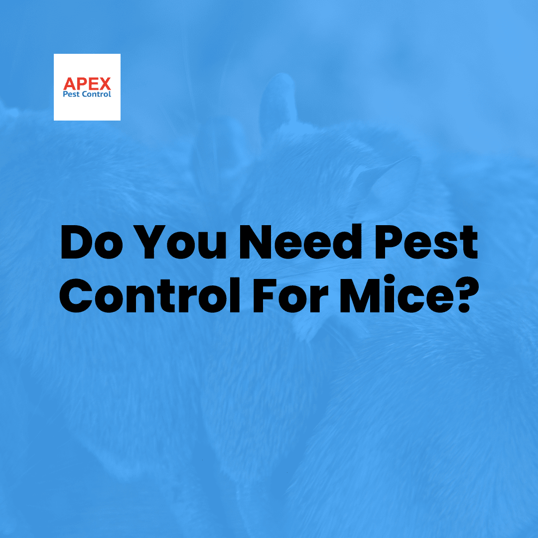 Do You Need Pest Control For Mice