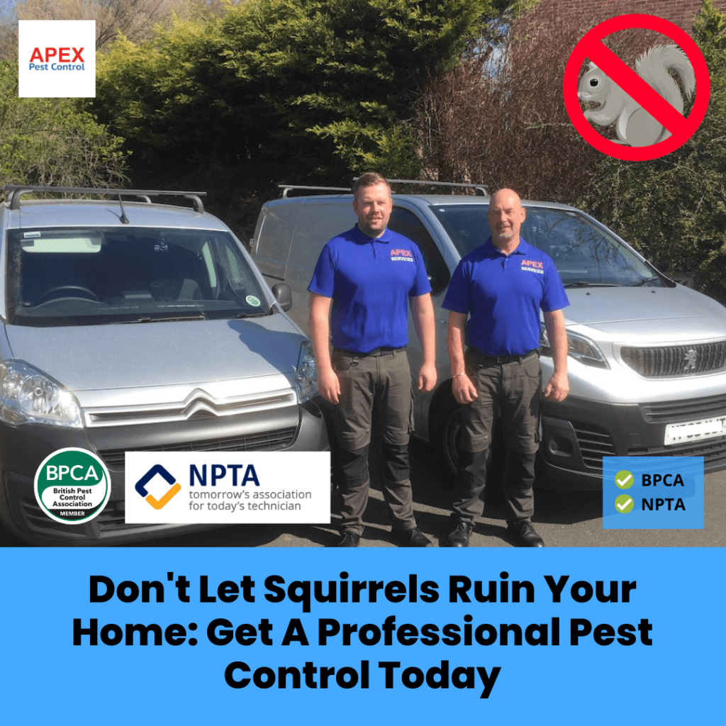 Don't Let Squirrels Ruin Your Home: Get A Professional Pest Control Today