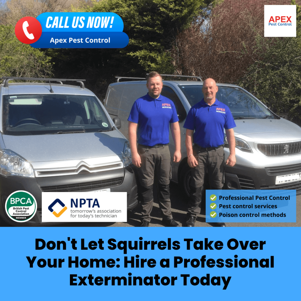 Don't Let Squirrels Take Over Your Home: Hire a Professional Exterminator Today