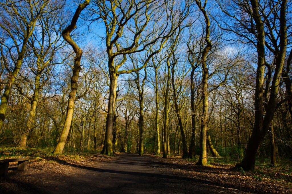 ecclesall woods 2