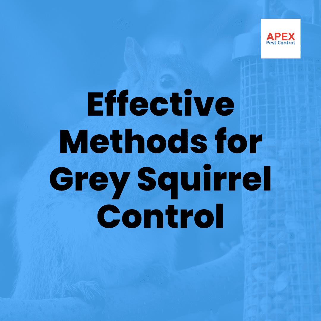 Effective Methods For Grey Squirrel Control