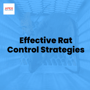 Effective Rat Control Strategies