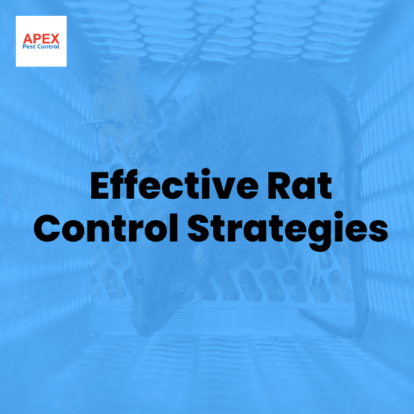 Effective Rat Control Strategies