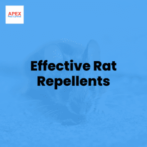 effective rat repellents