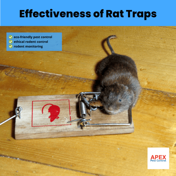 effectiveness of rat traps