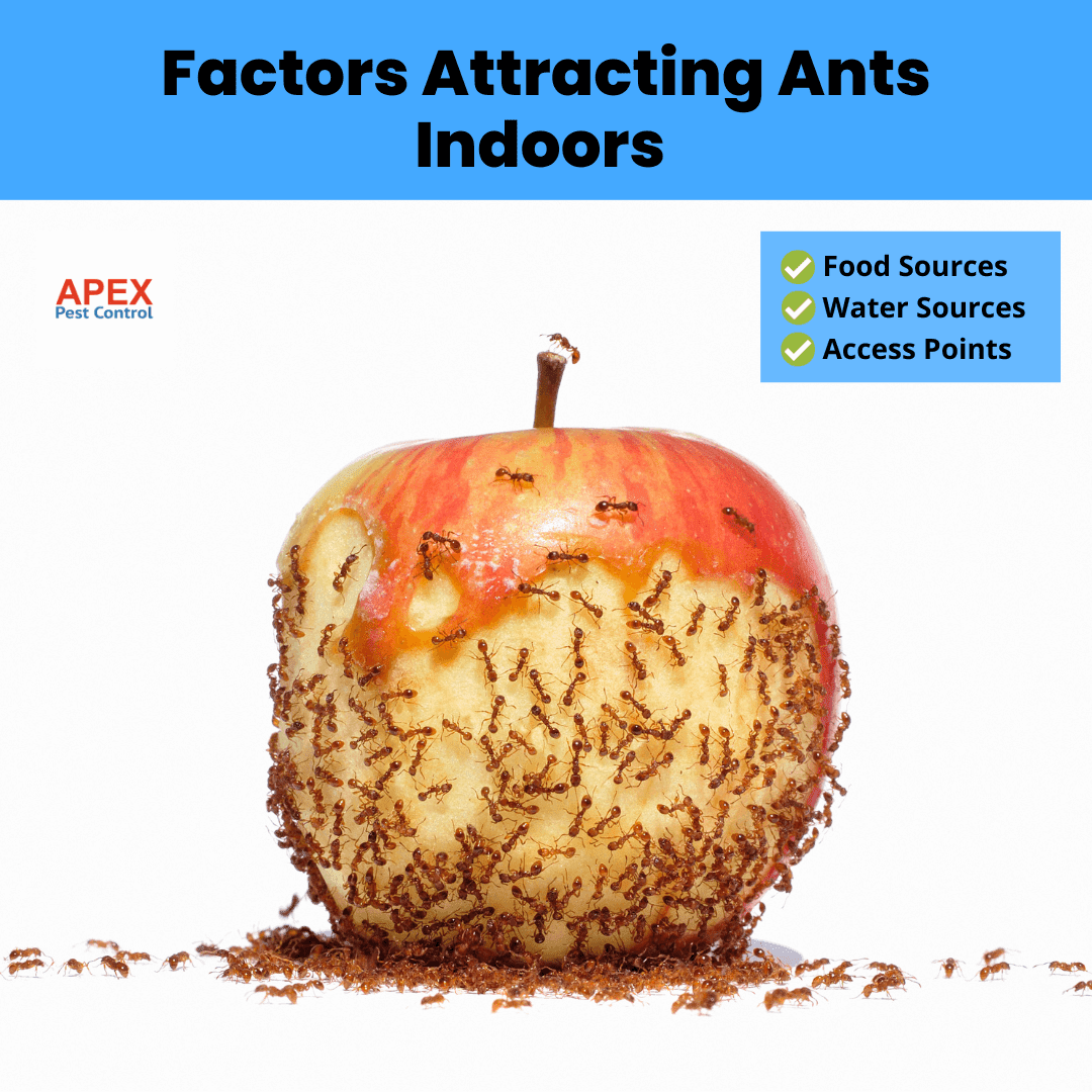 Factors Attracting Ants Indoors