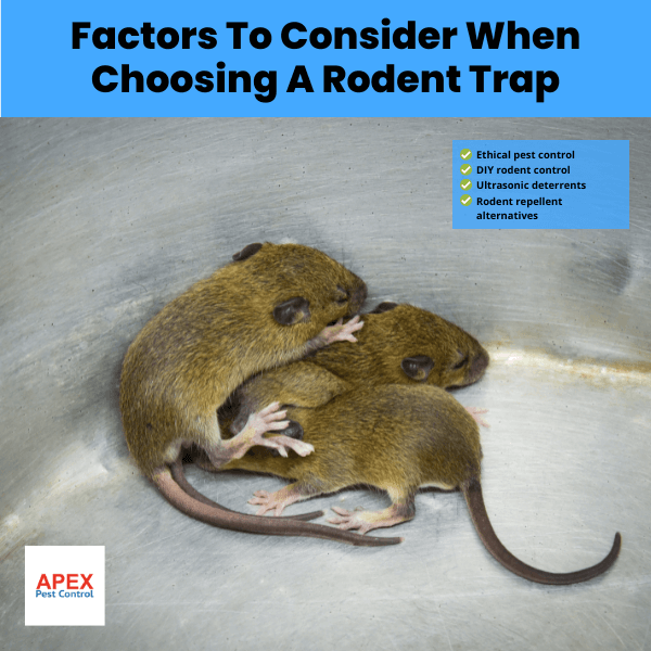 factors to consider when choosing a rodent trap