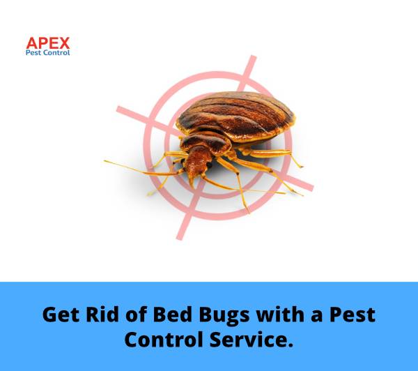 Get Rid of Bed Bugs With a Pest Control Service