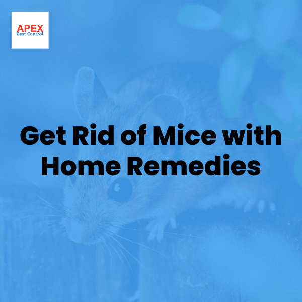 get rid of mice with home remedies