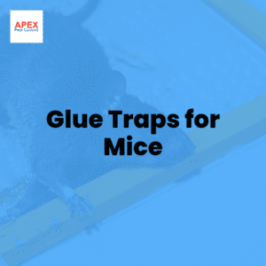 glue traps for mice