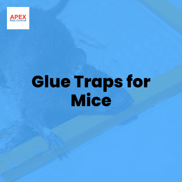 glue traps for mice