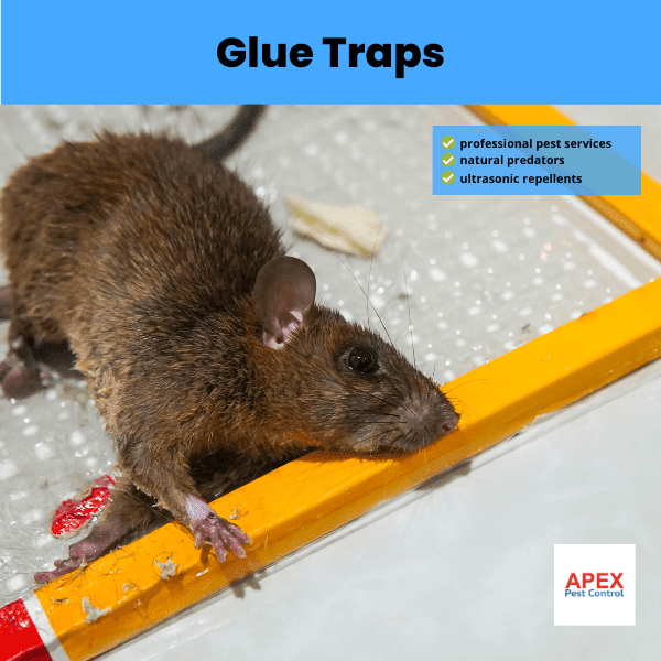 glue traps