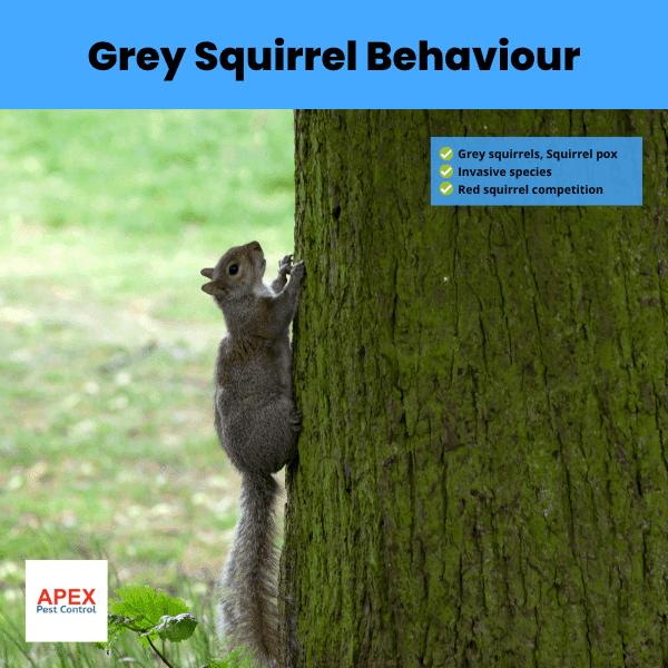 grey squirrel behaviour