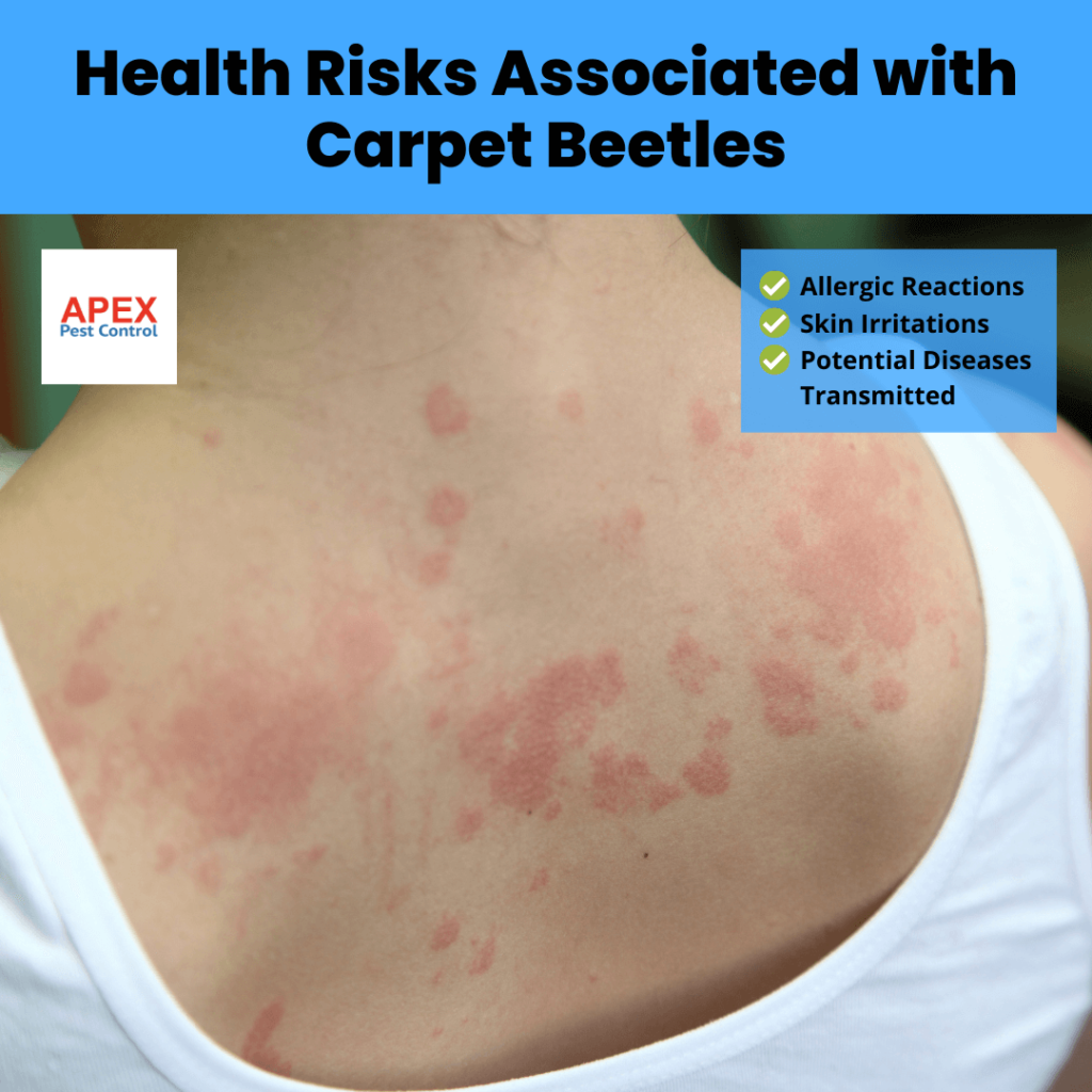 Health Risks Associated with Carpet Beetles