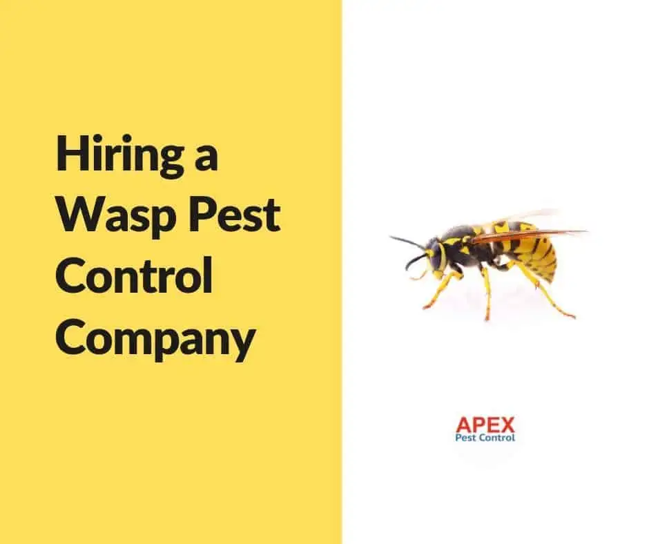 wasp pest control