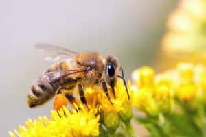 bee removal Sheffield