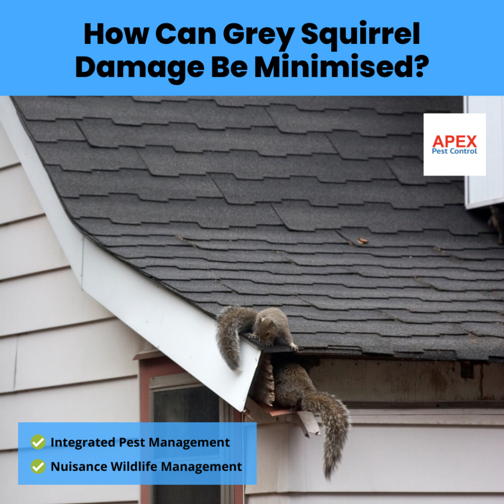 How Can Grey Squirrel Damage Be Minimised?