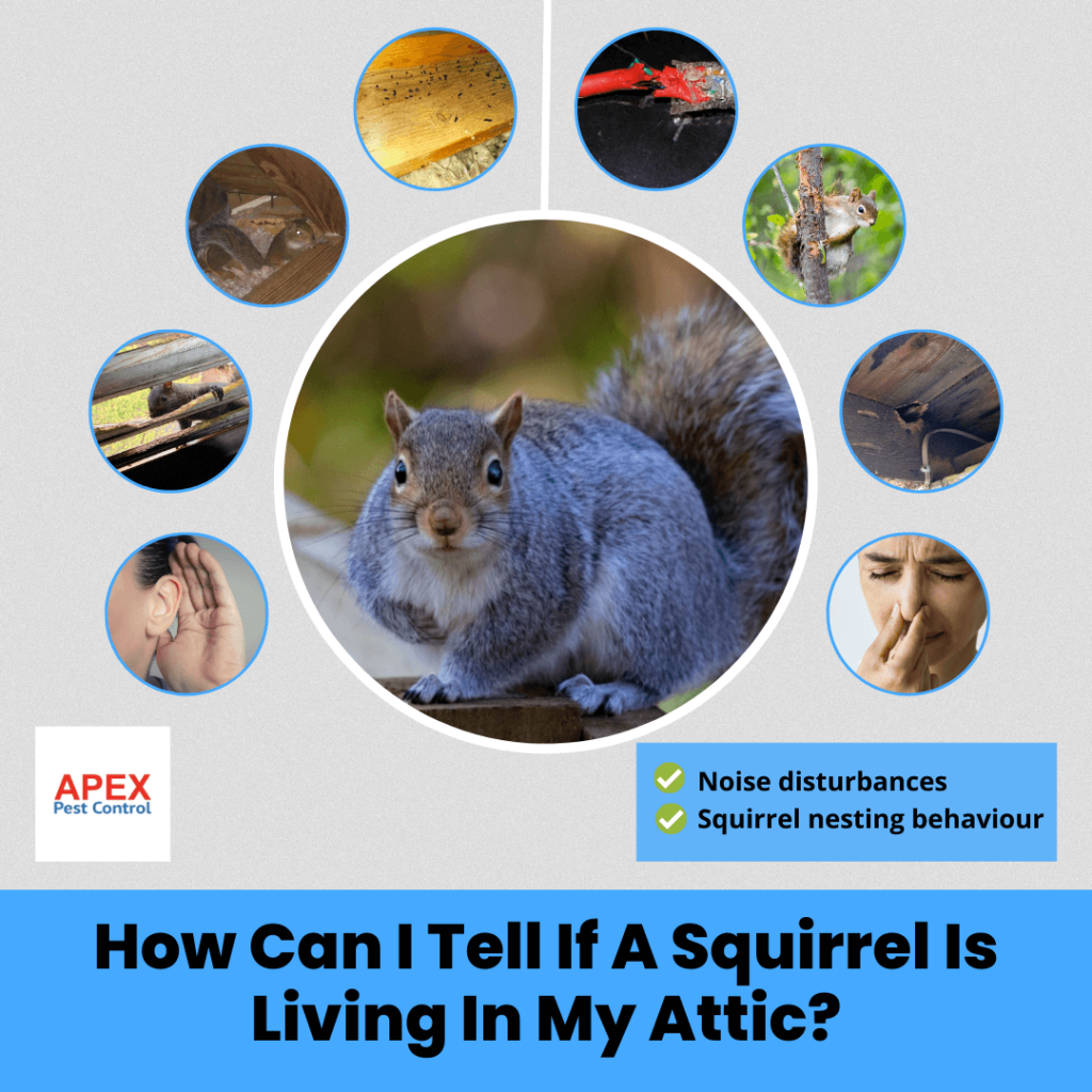 How Can I Tell If A Squirrel Is Living In My Attic?
