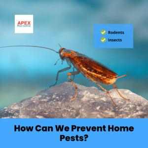 How Can We Prevent Home Pests