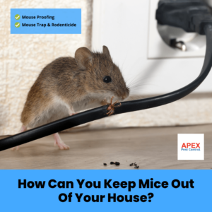 How Can You Keep Mice Out of Your House