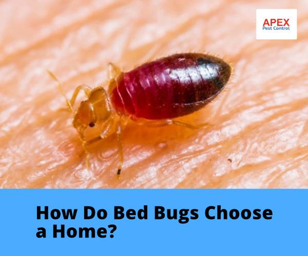 How Do Bed Bugs Choose a Home?