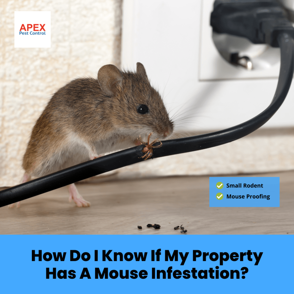 Get Rid of Mice - Professional Extermination Solutions