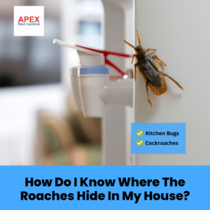 How Do I Know Where The Roaches Hide In My House