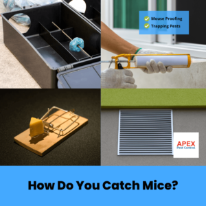 How Do You Catch Mice
