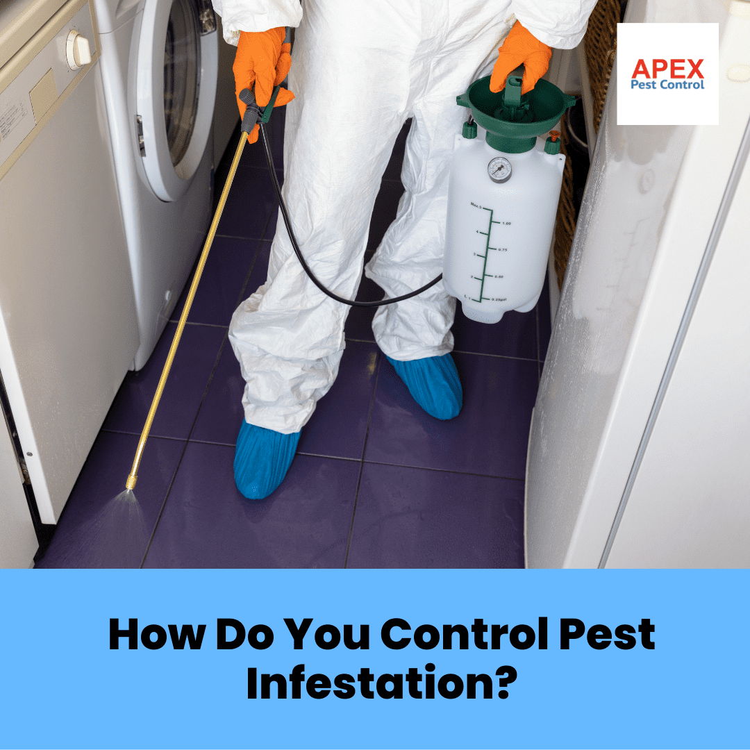 How Do You Control Pest Infestation