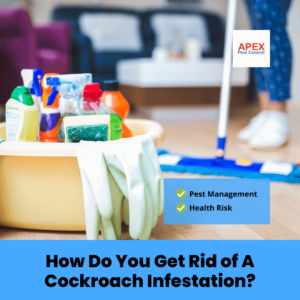 How Do You Get Rid of A Cockroach Infestation