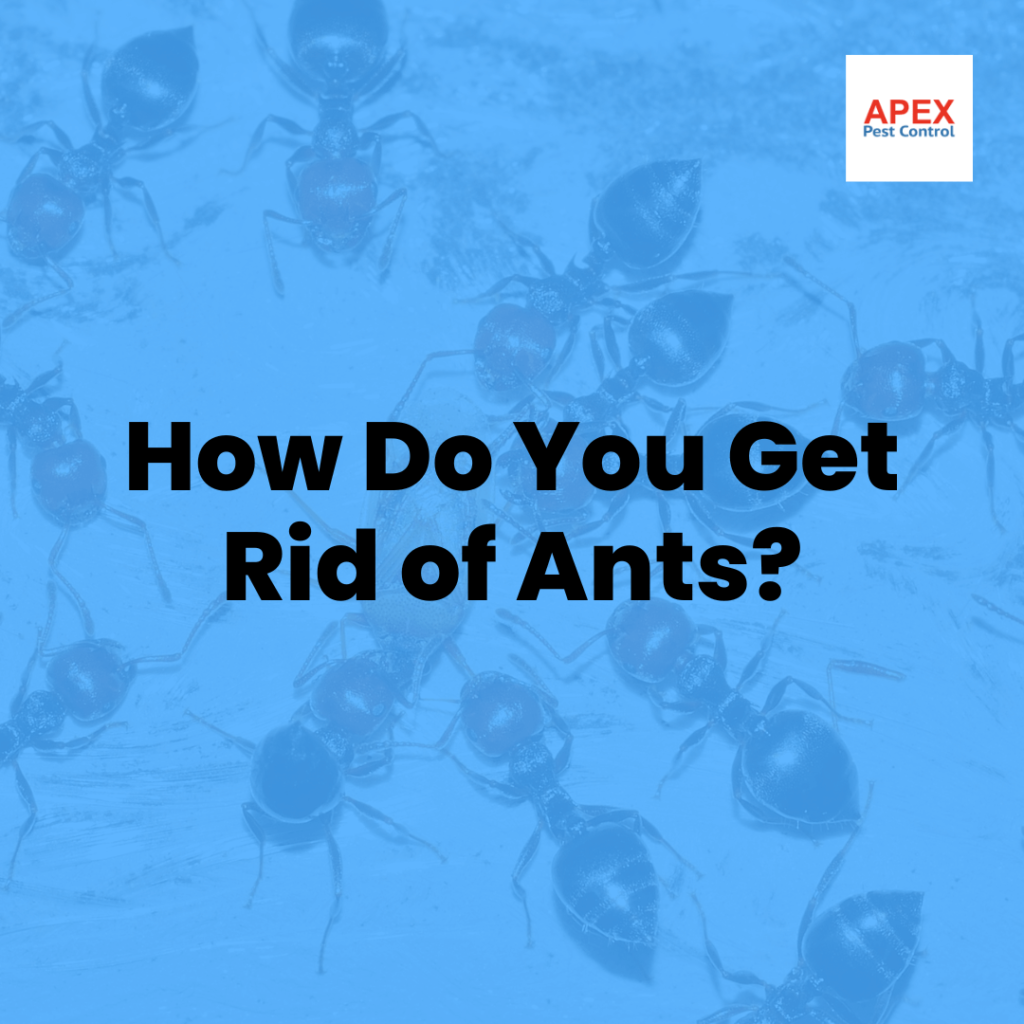 How Do You Get Rid of Ants