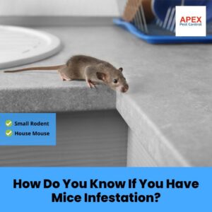 How Do You Know If You Have Mice Infestation