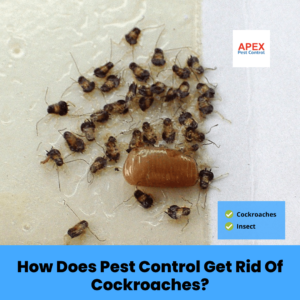 How Does Pest Control Get Rid Of Cockroaches