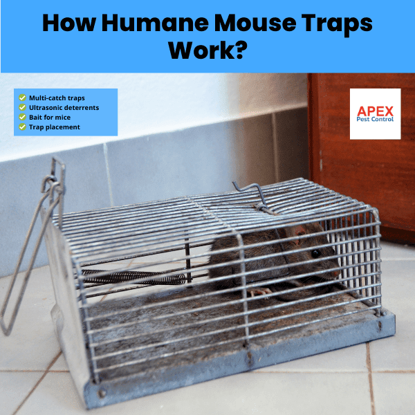 how humane mouse traps work