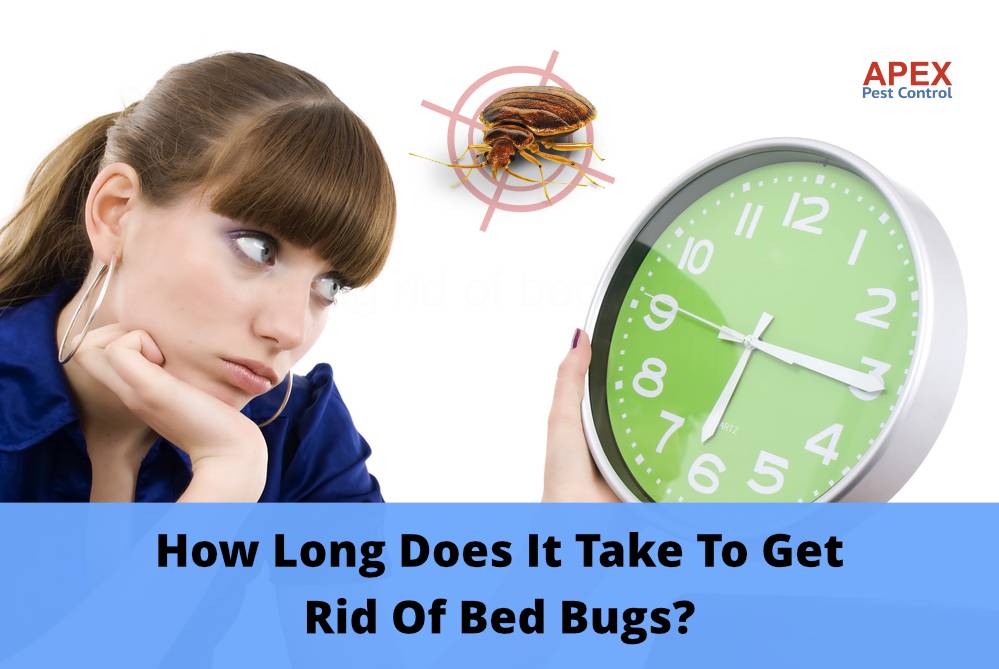 How Long Does It Take To Get Rid Of Bed Bugs?