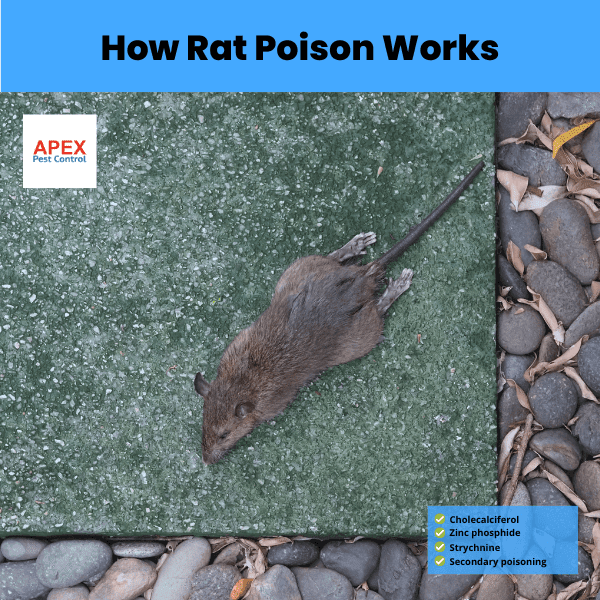 how rat poison works